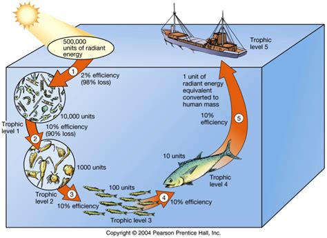 Energy And Food Webs Ocean Tracks