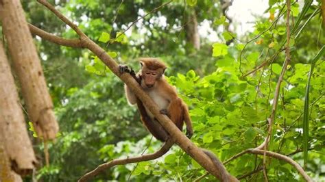 Video Of Wild Monkey Climbing On The Tree And Eating Fruits In Jungle