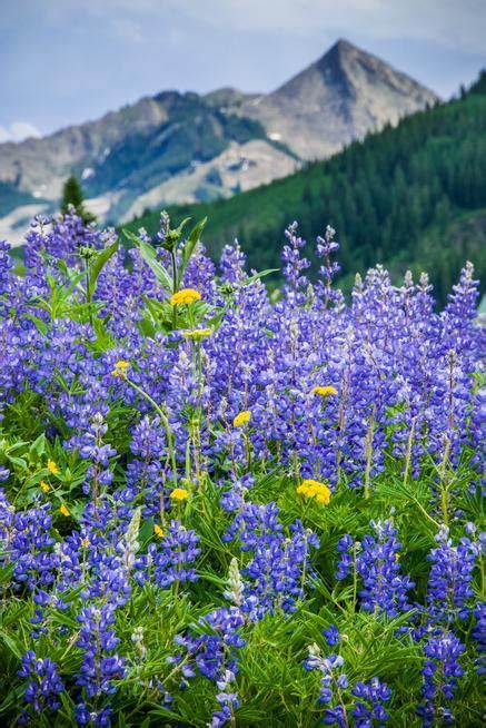 Crested Butte Wildflowers Put On A Stunning Show — For Hikers And