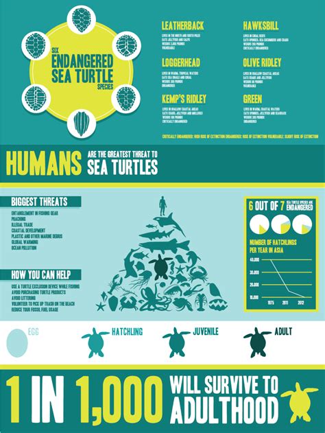Endangered Sea Turtle Infographic Sea Turtle Facts Endangered Sea Turtles Endangered Sea Animals