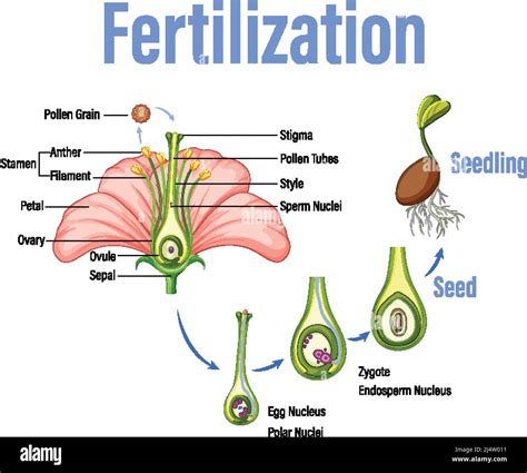 Diagram Showing Fertilization In Flower Illustration Stock Vector Image