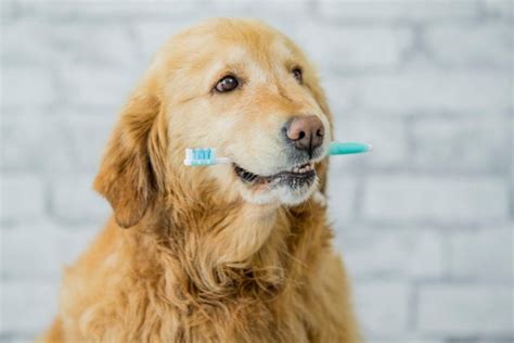 Dental Hygiene For Your Dog Scratch And Patch