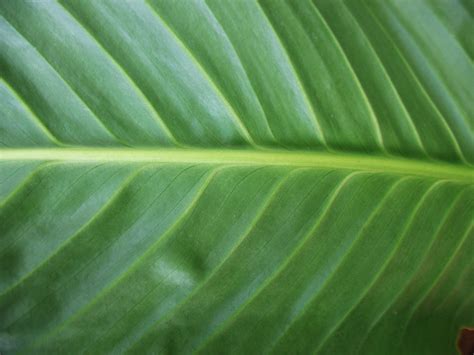 Plant Leaf Texture By Ibirus Plant Leaves Plants Leaf Texture