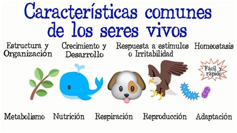 🐝características Comunes De Los Seres Vivos🐠 Fácil Y Rápido