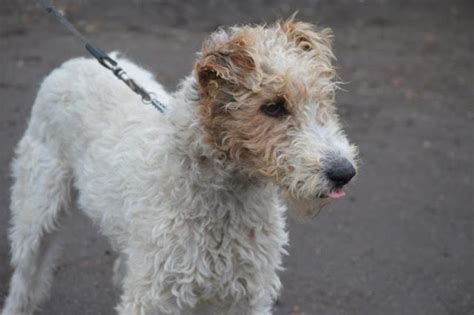 granville   year  male wire haired fox terrier dog  adoption