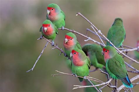 Agapornis Roseicollis Saiba Tudo Sobre A Ave Aqui