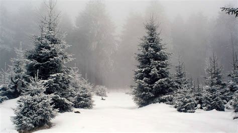 Snow Forest 1920x1080 Wallpapers Top Free Snow Forest 1920x1080