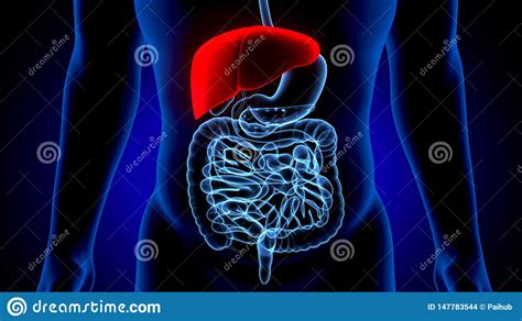 They are named based off of the special function that the organs within that region perform or based on the blood or nerve supply to that region. Anatomy Quadrants And Organs : Right Upper Quadrant ...