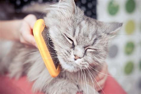 Some birds can be noisy and messy, so you need to be keeping a pet can provide a positive experience for your child. Cat owners consider themselves lucky to have such low ...