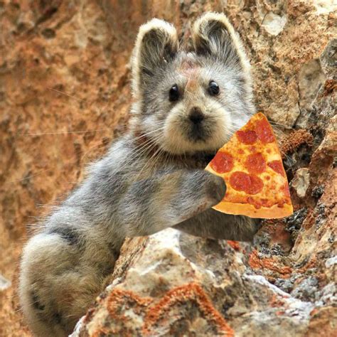 We All Eat Pizza — Pikas Eat Pizza The So Called Magic Rabbit Is A