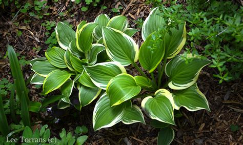 Curbside pickup · everyday low prices · savings spotlights Hosta