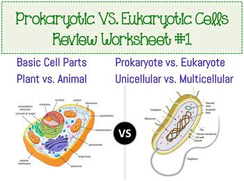 Prokaryotic & Eukaryotic Cell Worksheet by Amy Walker | TpT