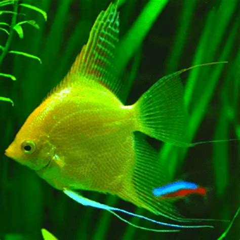 Golden Angelfish Pterophyllum Scalare Var Golden