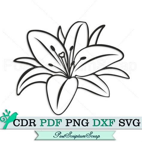 Lily svg flower clipart files for cricut silhouette botanical | Etsy