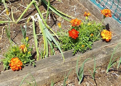 How to transplant marigolds from seed. Powell River Books Blog: Planting Marigolds with Saved Seeds.