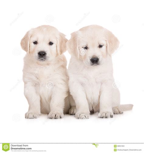Two Golden Retriever Puppies On White Stock Image Image