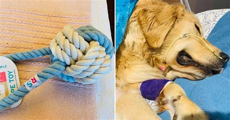 These side effects leave canines dehydrated. Heartbroken Owner Shared Warning About Rope Toys After Her ...