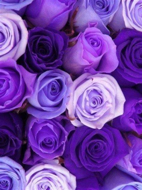 Pin By Clara Viveros On Prince Purple Roses Purple Flowers Shades