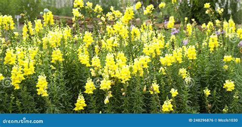 Yellow Snapdragons Stock Photo Image Of Perennial Garden 248296876
