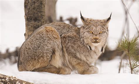 Lynx New Canada Lynx Makes Debut At Northwest Trek Visit Rainier