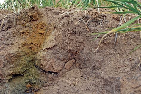 Correcting Soil Problems Acidic Soil Yourgardenstop