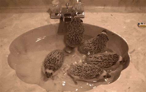 The 25 Most Adorable S Of Animals Taking Baths