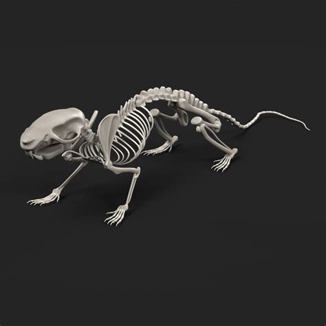 Fbx Rat Skeleton