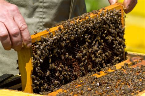 How To Remove Honey Bee From Your Property Pests In The Home