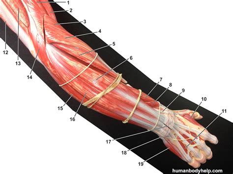 Forearm Posterior Old Model Human Body Help