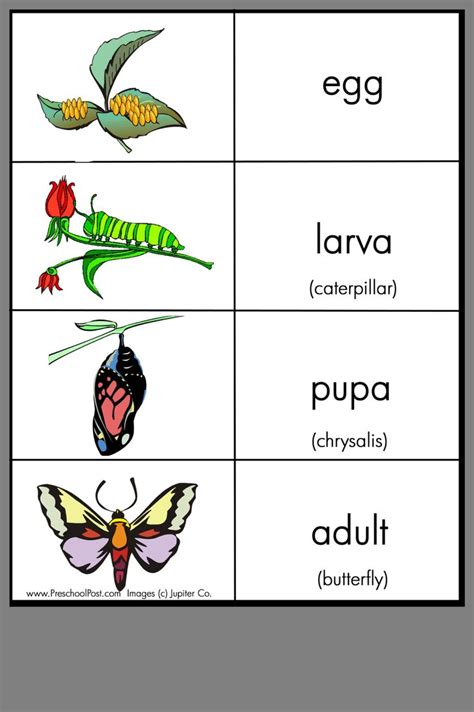 Pin by hawra on hawra | Butterfly lessons, Christian preschool
