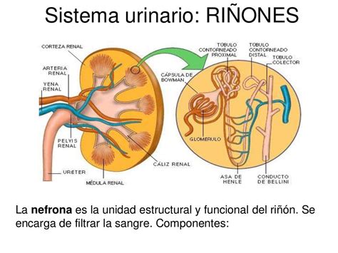Sistema Urogenital Anatomía Humana