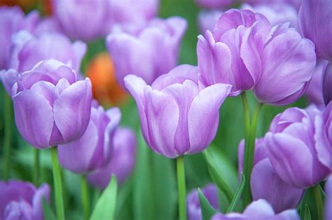 Images Of Purple Tulips