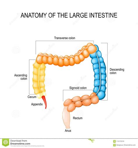 Large Intestine Diagram Bruin Blog