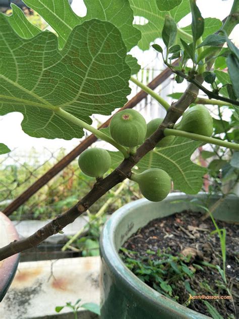 Cara tanam #pokokmulberry guna keratan batang | how to grow mulberry video ini menunjukkan proses penuh penanaman keratan batang pokok mulberry dalam pasu. Syoknya Pokok Tin Dah Berbuah, Tanam Dalam Pasu Jerr