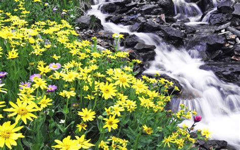 Coming To The Spring Yellow Flowers Mountain Stream Stones Android