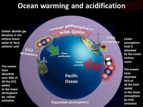 How Ocean Warming Is Impacting Species Ecosystems