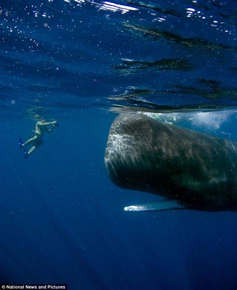 Picture Of Snorkelers Getting Up Close And Personal With Sperm Whales