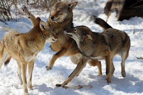 Red Wolves Where To Next Defenders Of Wildlife
