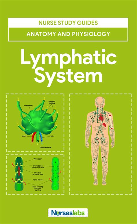 Lymphatic System Anatomy And Physiology Study Guide For Nurses