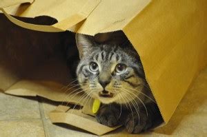 Read the vetted cat sitters profiles and reviews. How often should I change my cat litter? - NYC pet sitters