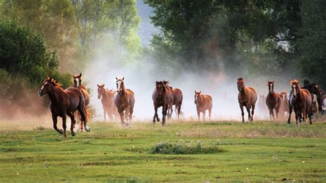 Wild Horse Desktop Wallpapers 70 Images