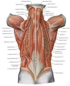 We did not find results for: Great website with free biology diagrams to print and/or color Human Muscles Back View Coloring ...