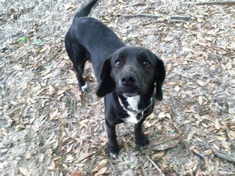 Dog For Adoption Misty A Beagle And Black Labrador