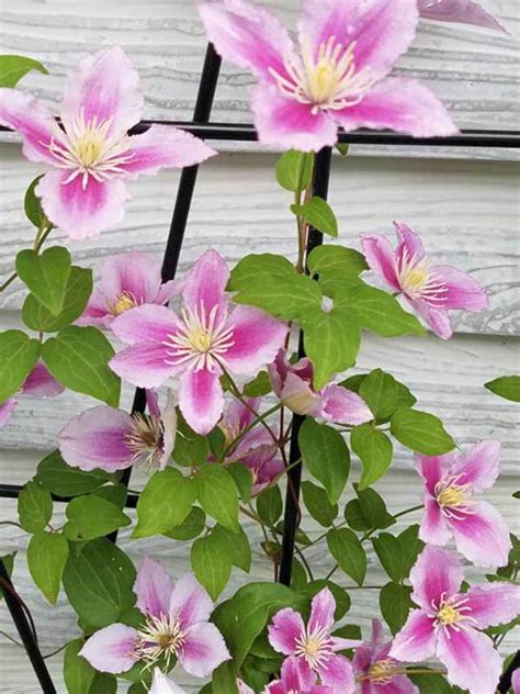 Die violetten blütenblätter werden mittig durch einen rosaroten streifen geziert. Clematis Piilu -- Bluestone Perennials | Clematis ...