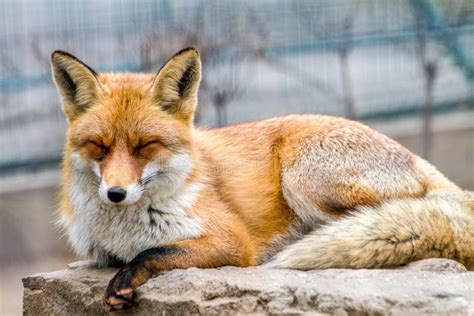 Beautiful Red Fox Sleeping On A Stone In A Zoo Stock Photo Image Of