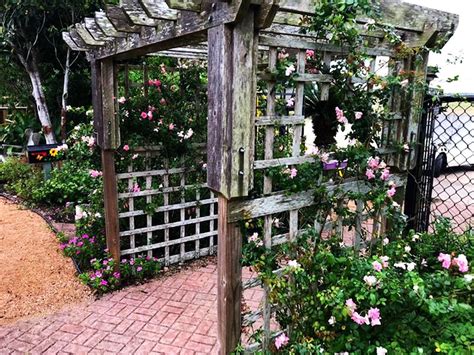 Choosing the right trellis for your landscape | Home And Garden ...