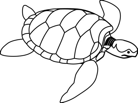 Coloring Book Turtle Turtle Line Art Green Sea Turtle Black White