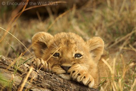 Photo Of Adorable Lion Cub For Fans Of Lion Cubs Cubs Pictures Lion