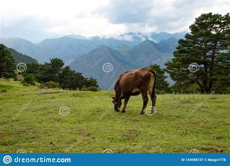 Cow Graze In The Mountains On A Green Alpine Meadow Pasture Stock