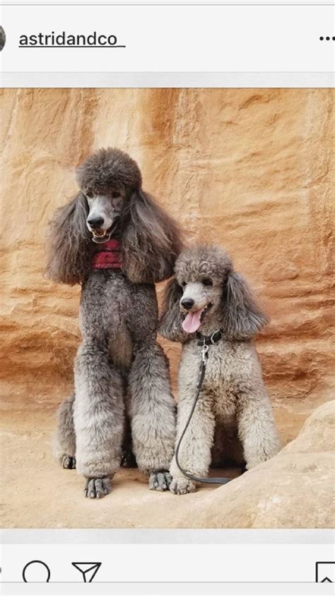 Reddit gives you the best of the internet in one place. ᴾᴼᴼᴰᴸᴱ ᶜᴸᴵᴾˢ image by Meagan Christensen | Standard poodle ...